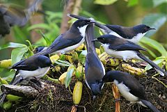 Black-backed Sibia